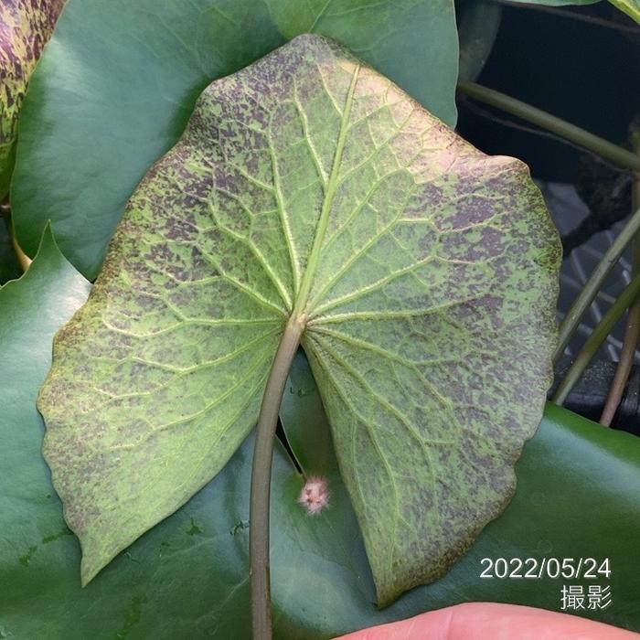 熱帯スイレン 4号 ムラサキシキブ 紫式部｜草花01-D1 | 草花,熱帯