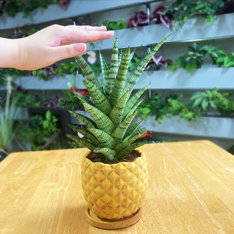 夏ギフト22 パイナップルサンセ ハイブリッド グリーン Pa ギフト 用途別に探す サマーギフト お中元 赤塚植物園オンライン 花の音