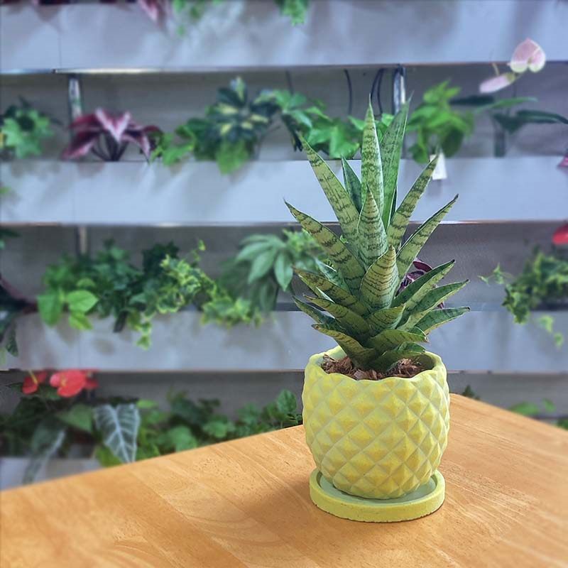 夏ギフト22 パイナップルサンセ ハイブリッド グリーン Pa ギフト 用途別に探す サマーギフト お中元 赤塚植物園オンライン 花の音