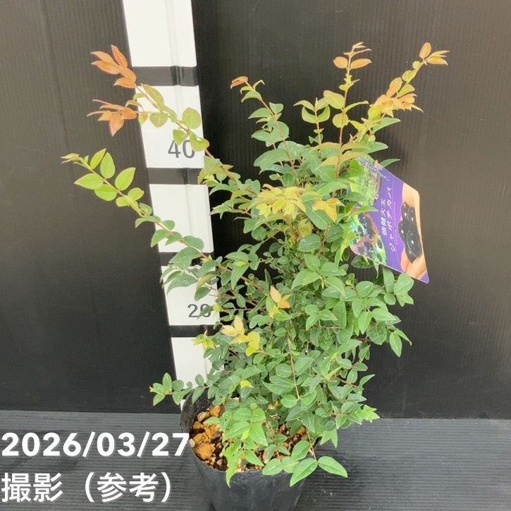 強健大玉 ジャボチカバ 5号 実生4年生苗｜果樹10-TU | 果樹,[珍しい