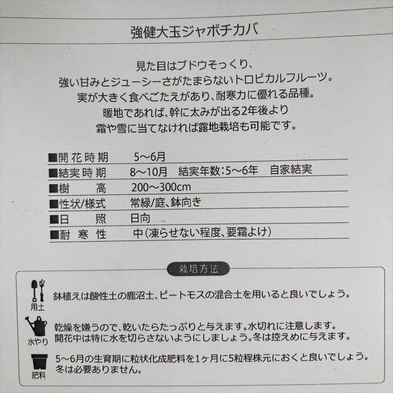強健大玉 ジャボチカバ 5号 実生4年生苗｜果樹04-PA | 果樹