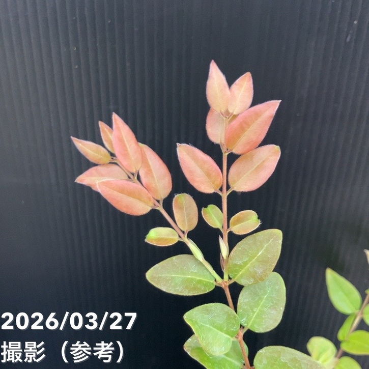 強健大玉 ジャボチカバ 5号 実生4年生苗｜果樹10-TU | 果樹,[珍しい