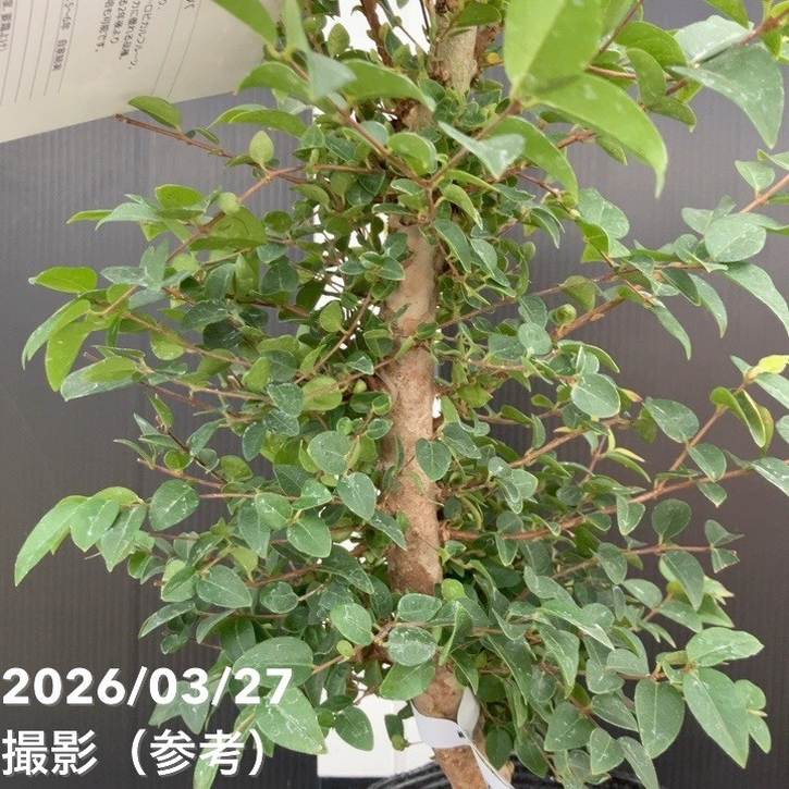強健大玉 ジャボチカバ 5号 実生4年生苗｜果樹10-TU | 果樹,[珍しい