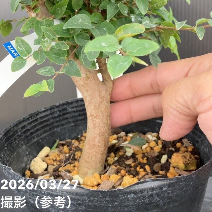 強健大玉 ジャボチカバ 5号 実生4年生苗｜果樹10-TU | 果樹,[珍しい