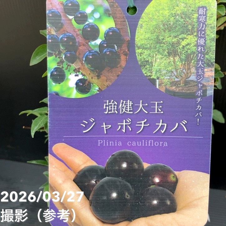 ジャボチカバ　12年物　結実実績あり 楽天市場】[送料無料」実成り実績大株四季成りジャボチカバ苗木[12年生
