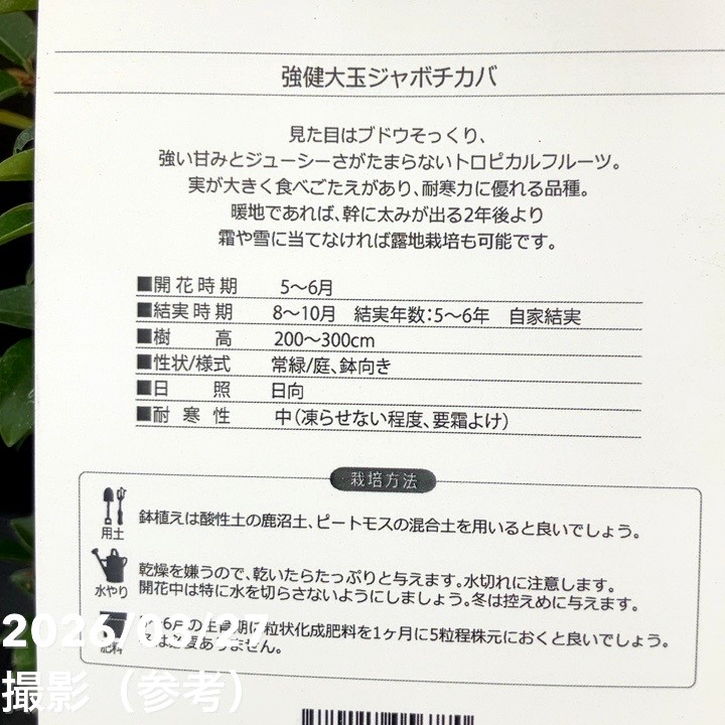 強健大玉 ジャボチカバ 5号 実生4年生苗｜果樹10-TU | 果樹,[珍しい