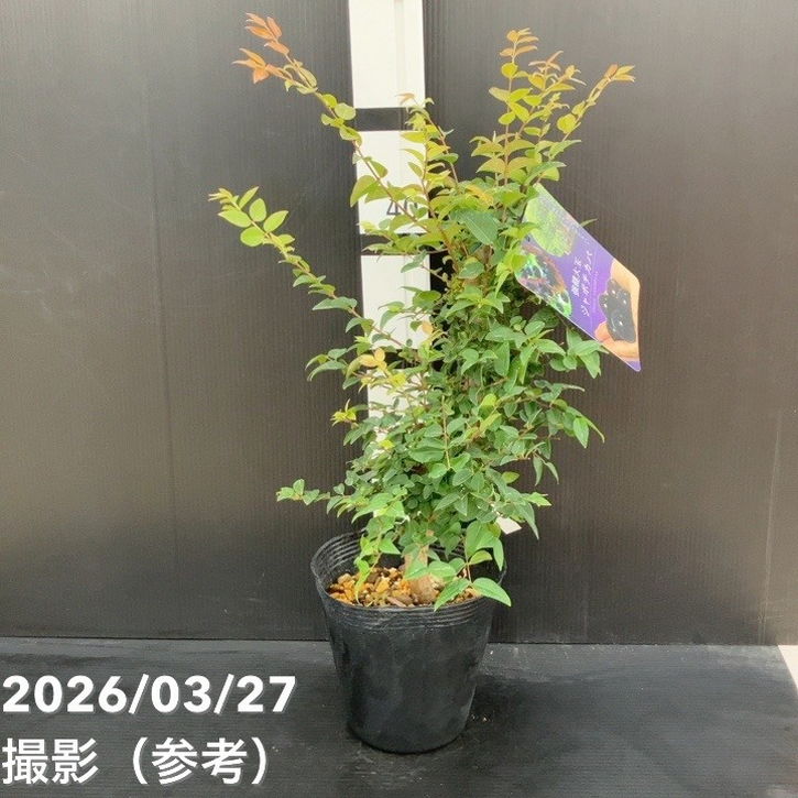 強健大玉 ジャボチカバ 5号 実生4年生苗｜果樹10-TU | 果樹,[珍しい