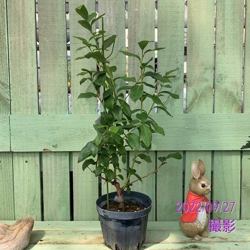 ブルーベリー ノーザンハイブッシュ系 スパルタン（接木）4.5～5号