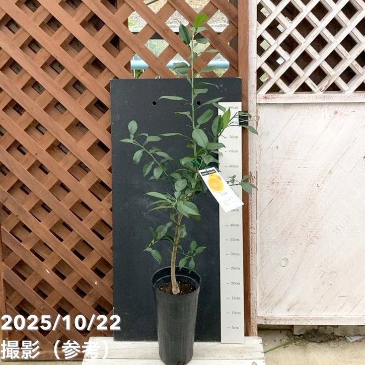 ユズ 多田錦 5号ロングポット 2年生｜柑橘｜果樹04-PA | 果樹,柑橘