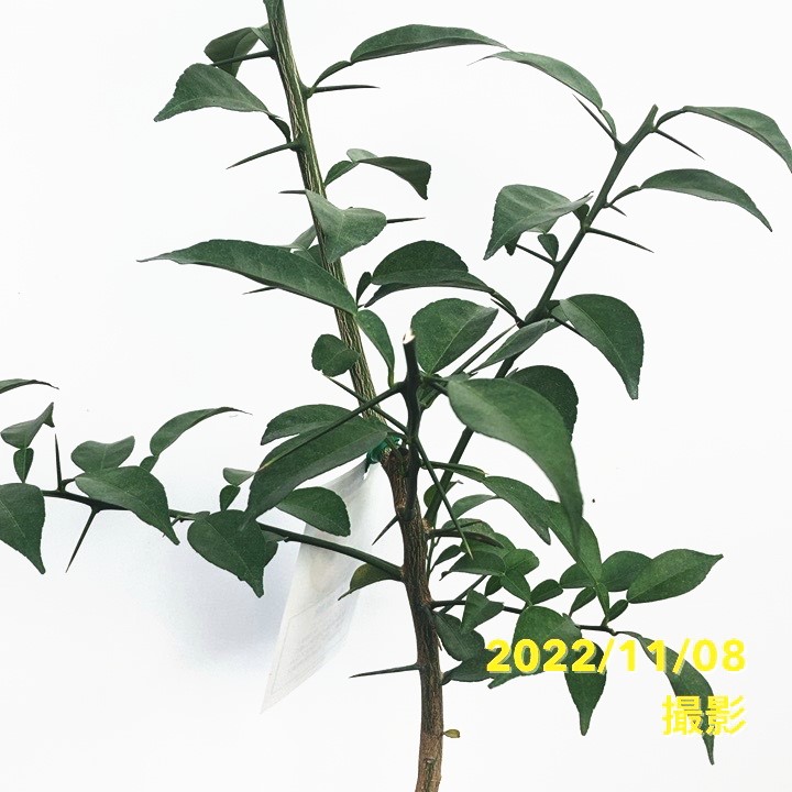 ユズ 多田錦 5号ロングポット 2年生｜柑橘｜果樹04-PA | 果樹,柑橘