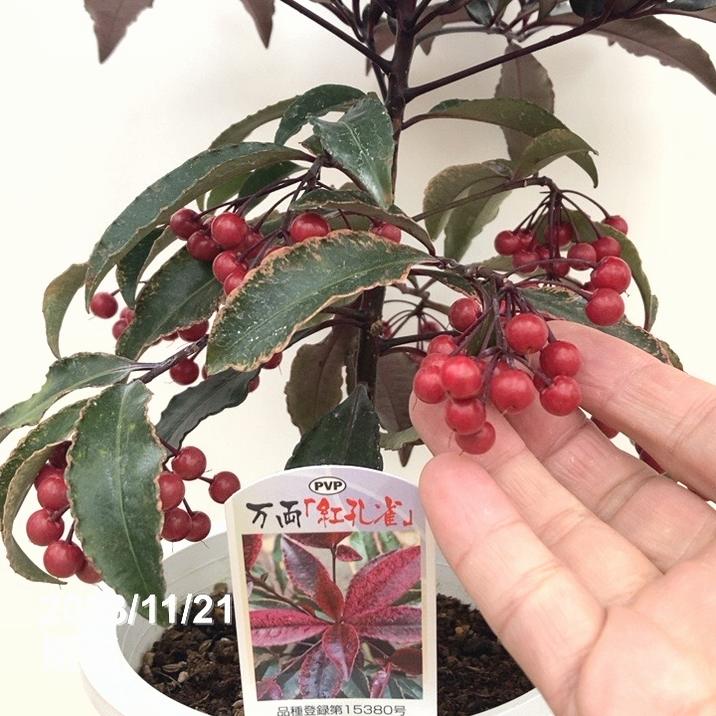 実付き＞斑入り万両マンリョウ 紅孔雀 5号 PVP｜観葉10-TU | 特集