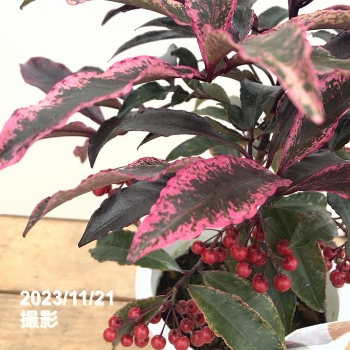 ＜実付き＞斑入り万両マンリョウ 紅孔雀 5号 PVP｜観葉10-TU | 特集,斑入り植物 | 赤塚植物園オンライン 花の音｜花苗 ...