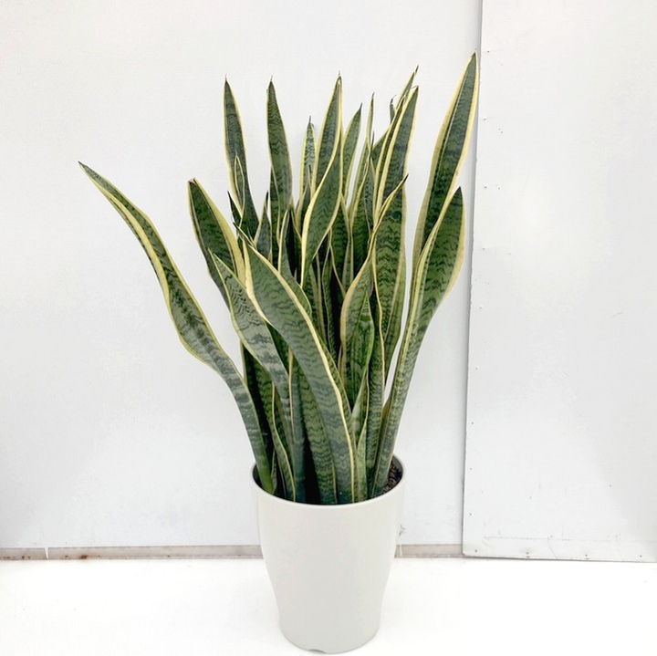 期間限定10％OFF！】サンスベリア 8号 ローレンチー プラスチック鉢