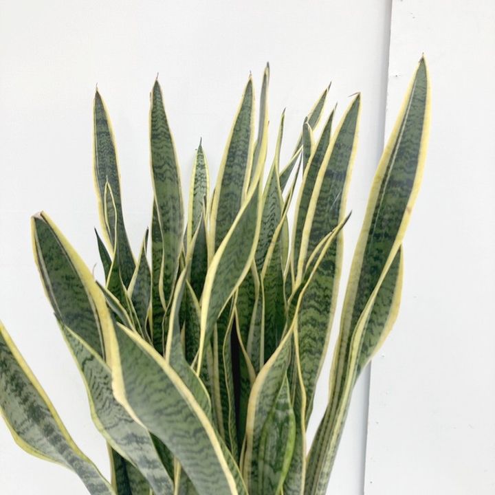 サンスベリア 8号 ローレンチー プラスチック鉢仕様｜観葉02-D2 | 観葉