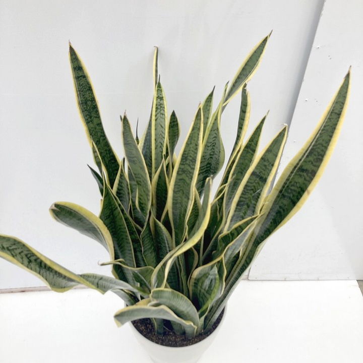 専用　サンスベリア ローレンチ 合成樹脂鉢 お皿付き imgrc0097490484.jpg