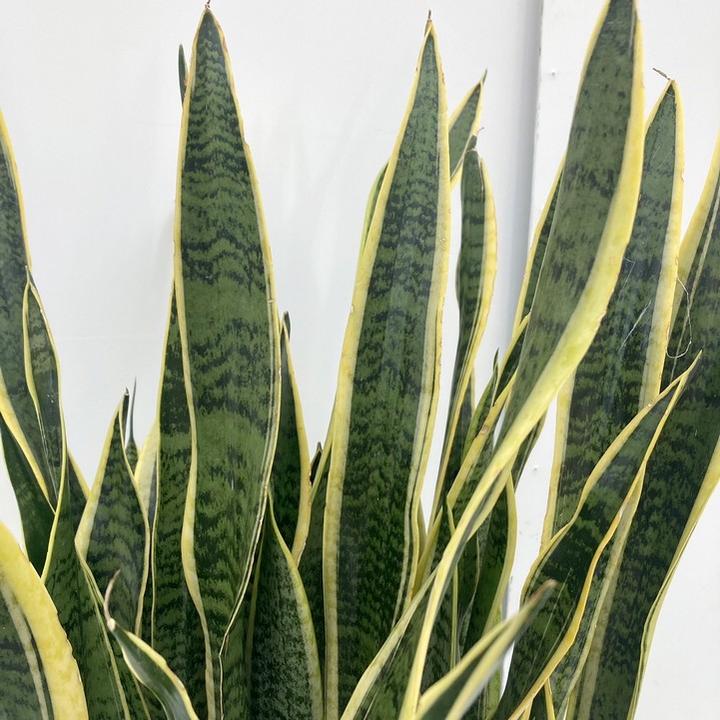 期間限定10％OFF！】サンスベリア 8号 ローレンチー プラスチック鉢