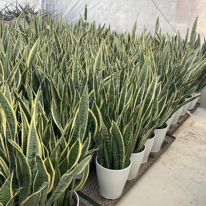 大株 サンスベリア ローレンチ 1 サンスベリア 8号 ローレンチー