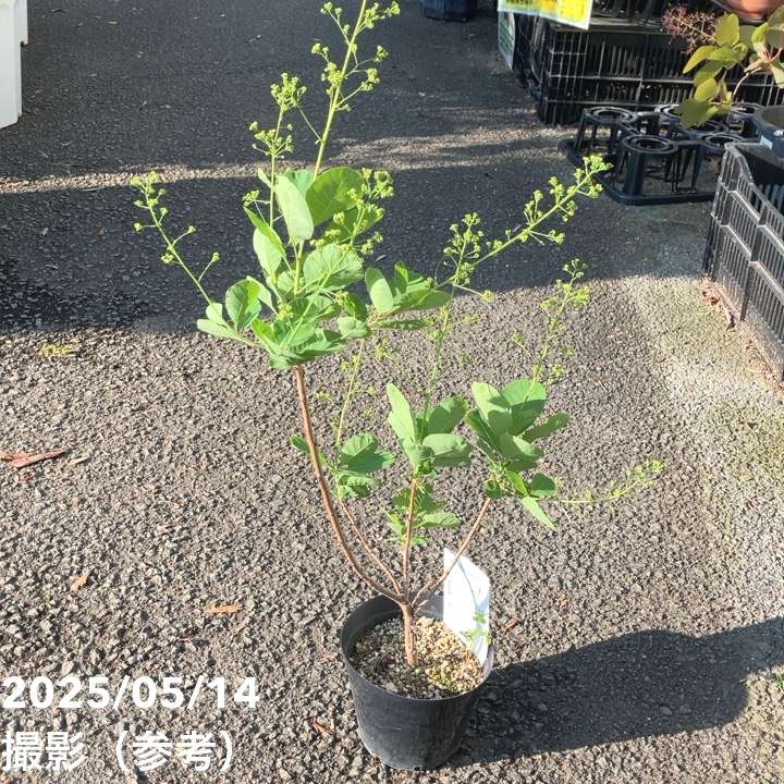 現品】z2スモークツリー 5号 ピンク スモークツリー 苗 ベストピンク