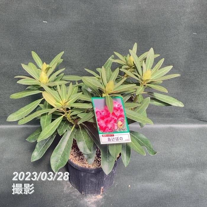 西洋シャクナゲ 6号 あけぼの｜花木03-D3 | 花木・庭木,シャクナゲ