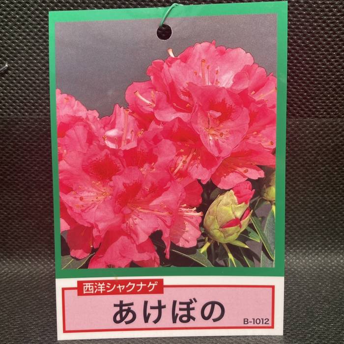 西洋シャクナゲ 6号 あけぼの｜花木03-D3 | 花木・庭木,シャクナゲ