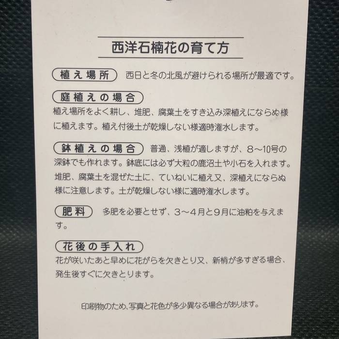 西洋シャクナゲ 6号 あけぼの｜花木03-D3 | 花木・庭木,シャクナゲ