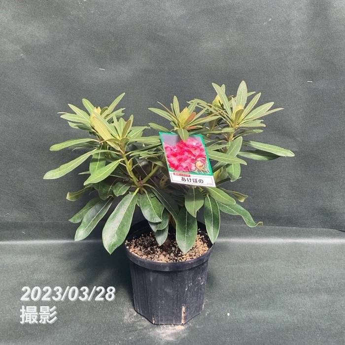 西洋シャクナゲ 6号 あけぼの｜花木03-D3 | 花木・庭木,シャクナゲ