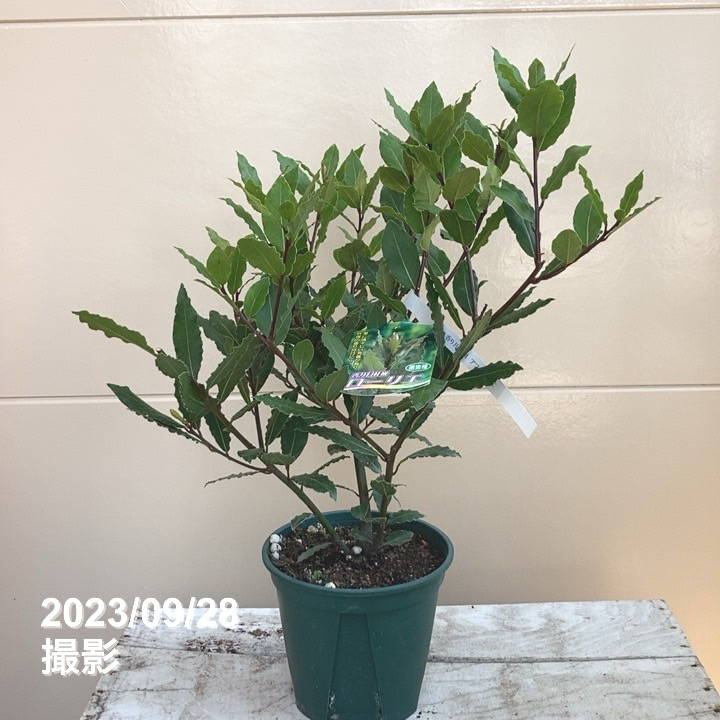 香り月桂樹 ローリエ 選抜種 6号｜花木04-PA | 草花,[ハーブ苗