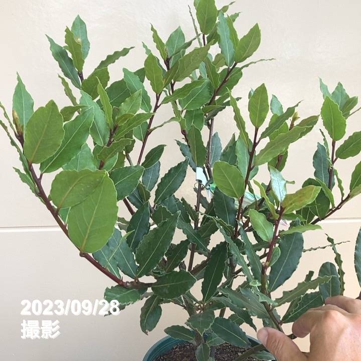 庭木 植木 観葉植物 月桂樹 ローリエ スタンド仕立て 7号鉢