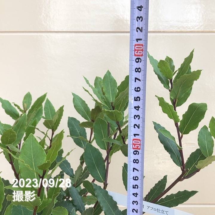 香り月桂樹 ローリエ 選抜種 6号｜花木04-PA | 草花,[ハーブ苗] | 赤塚