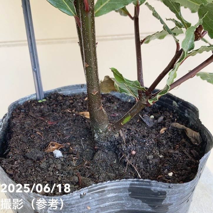 香り月桂樹 ローリエ 選抜種 6号｜花木04-PA | 草花,[ハーブ苗] | 赤塚