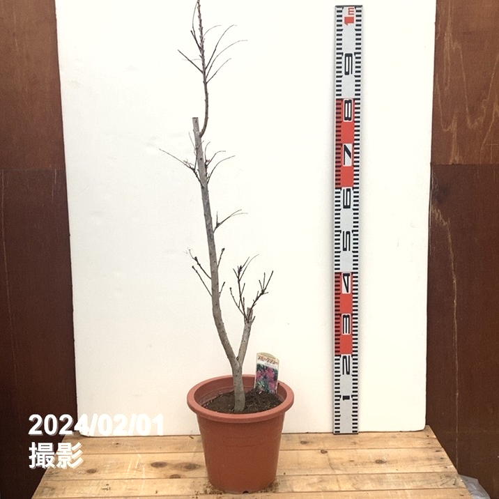 スモークツリー　ルブリフォリウス　8号寸　高さ鉢底から約110cm程度 スモークツリー苗ルブリフォリウス苗木 その他インテリア雑貨 虹