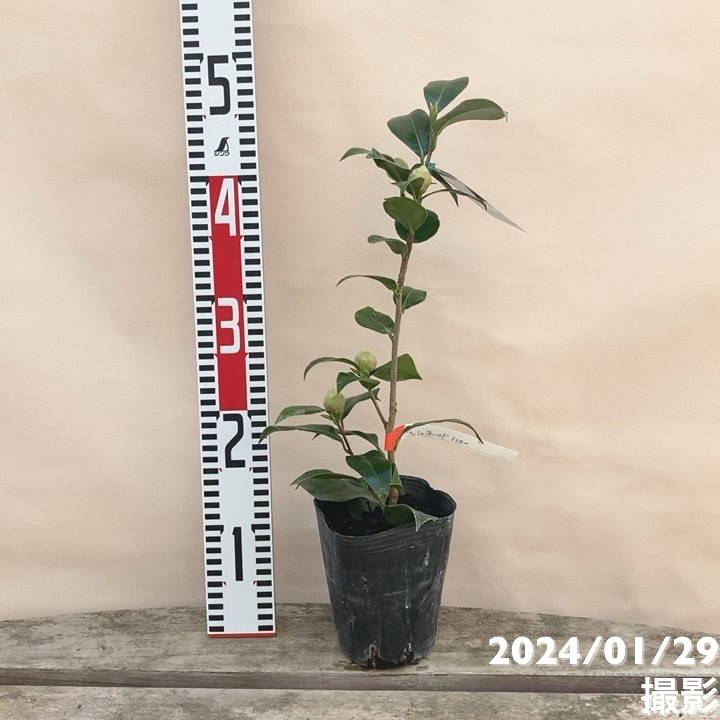 翼苗木 翼苗木 翼苗木 翼苗木