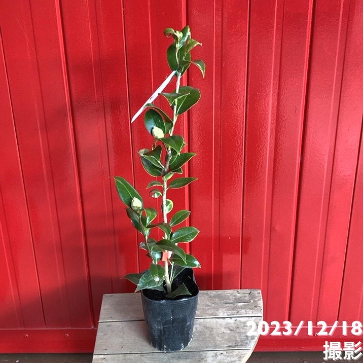 椿 ツバキ 4号 ブラッシュフィールズイエロー［こだわりの前田