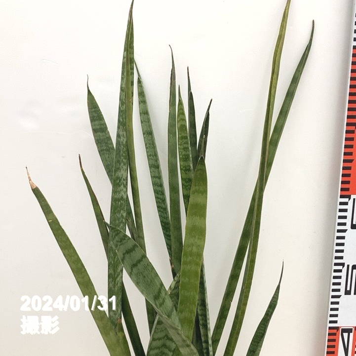 限定5鉢】サンスベリア 6号 スーパータイガー 白プラ鉢仕様｜観葉02-D2