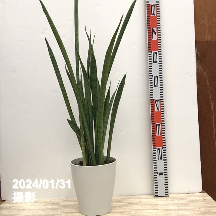 限定5鉢】サンスベリア 6号 スーパータイガー 白プラ鉢仕様｜観葉02-D2