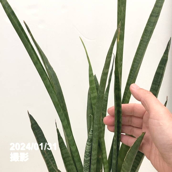 限定5鉢】サンスベリア 6号 スーパータイガー 白プラ鉢仕様｜観葉02-D2