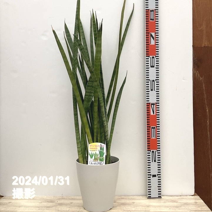 限定5鉢】サンスベリア 6号 スーパータイガー 白プラ鉢仕様｜観葉02-D2