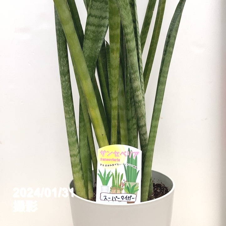 限定5鉢】サンスベリア 6号 スーパータイガー 白プラ鉢仕様｜観葉02-D2