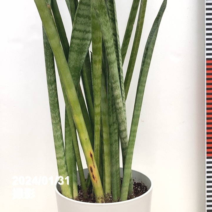 限定5鉢】サンスベリア 6号 スーパータイガー 白プラ鉢仕様｜観葉02-D2