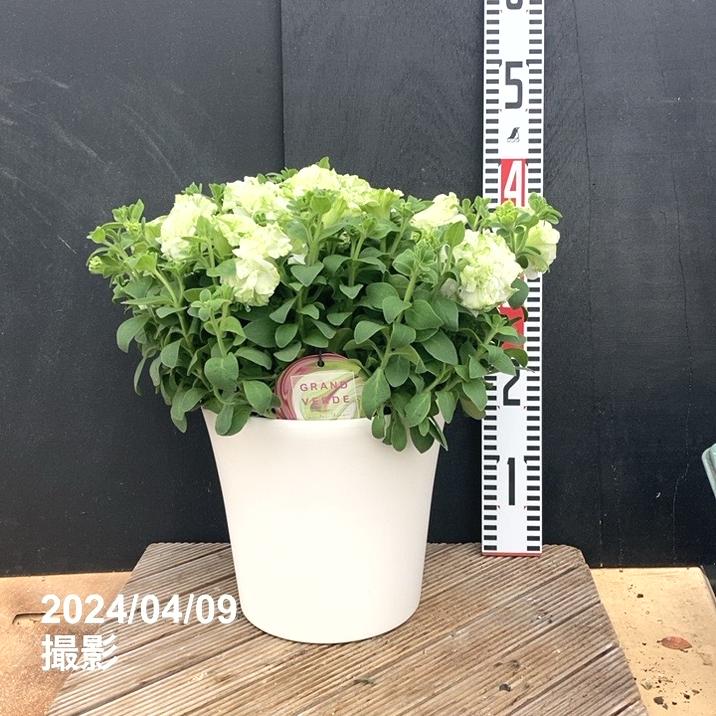 ペチュニア グランヴェルデ マルモヴェルデ 7号 白プラ鉢仕様｜草花04