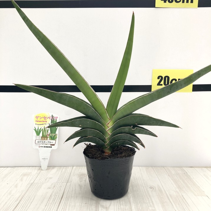 超希少　サンセベリア　ロブスター サンセベリア ロブスター 斑入り | ソレトナ植物店