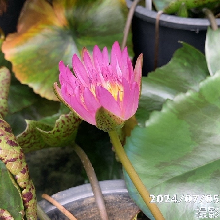 蓮花戯水　組紐　ピンク色　1本 数量限定】熱帯スイレン 4号 ピンクレオパーデス Pink Leopardess