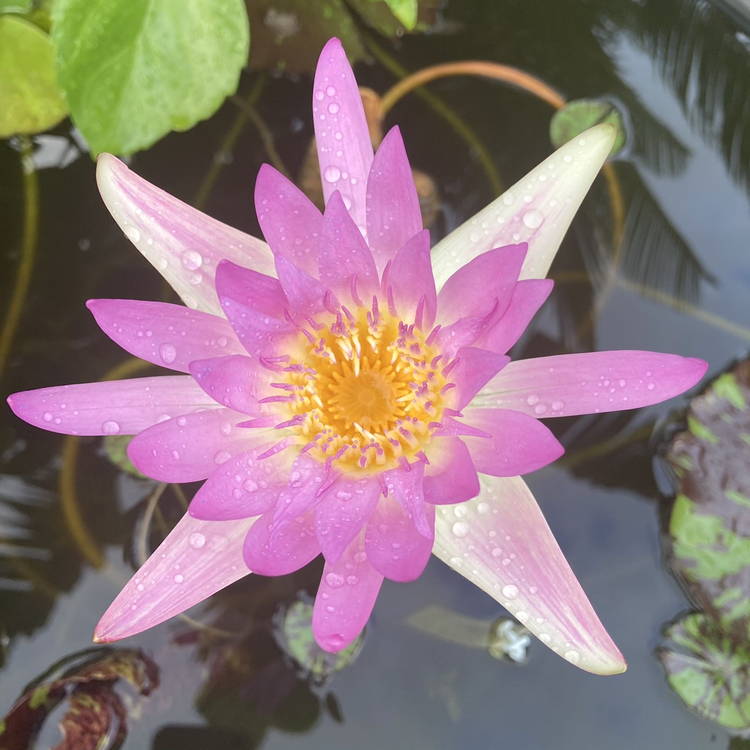 数量限定】熱帯スイレン 4号 ピンクレオパーデス Pink Leopardess