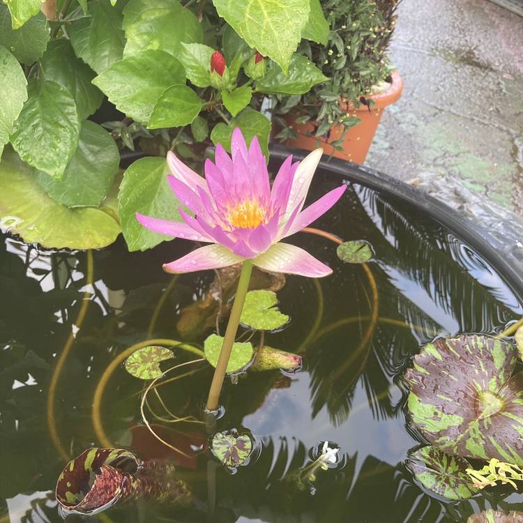 数量限定】熱帯スイレン 4号 ピンクレオパーデス Pink Leopardess