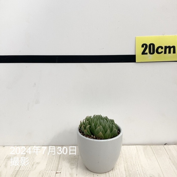 ハオルチア 3号 Emerald LED［3-14］白陶器鉢仕様｜観葉02-D2 | 観葉