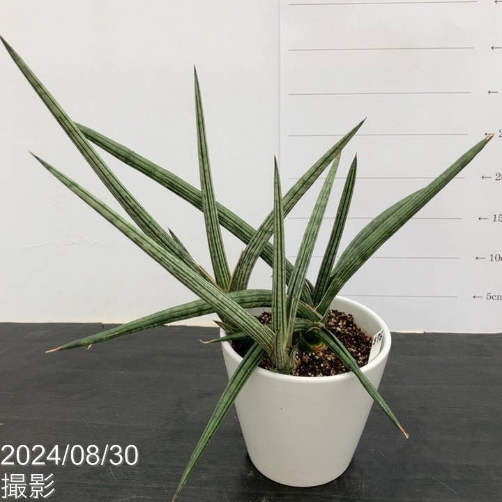 サンスベリア スパイダー　バリエガータ サンスベリア スパイダー バリエガータ