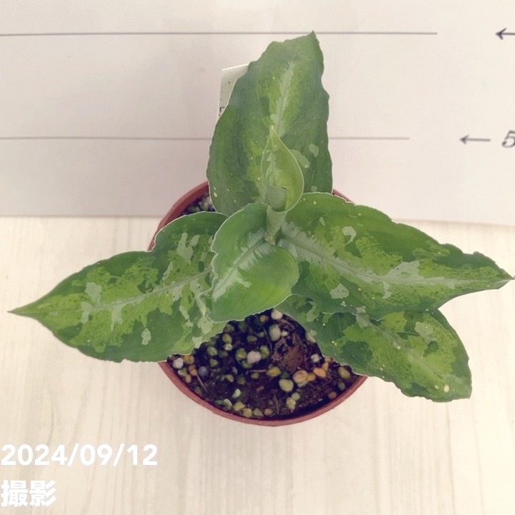 現品お届け】アグラオネマ ピクタムトリカラー 3号（1）｜観葉01-D1