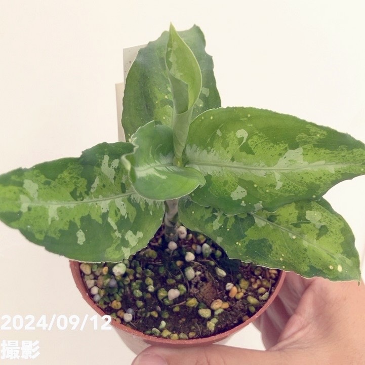 アグラオネマ ピクタム トリカラー 【観葉植物 3号／1個売り