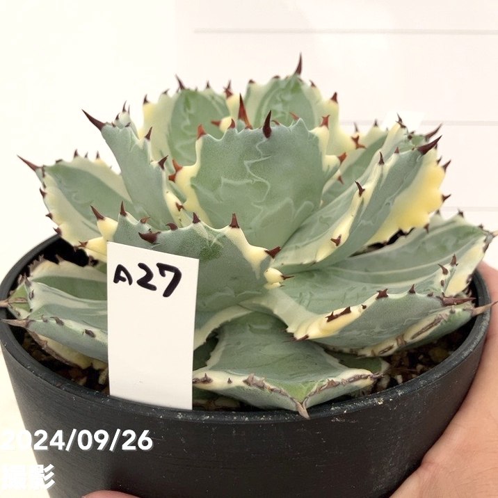 アガベ 蟹錦　変わり斑　中株 Agave isthmensis 