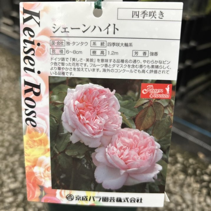 バラ大苗 シェーンハイト 4.5号ロングポット 京成バラ園芸｜花木04-PA